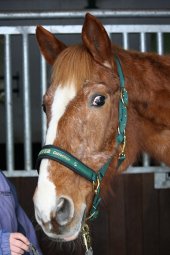 Dissy 17-01-2010-1