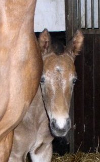 Fohlen von Carlena 3