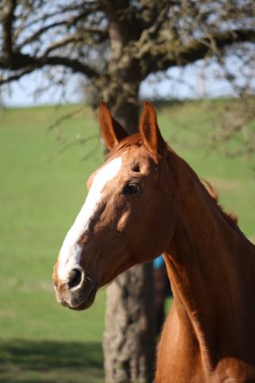 Lensing 2011-1