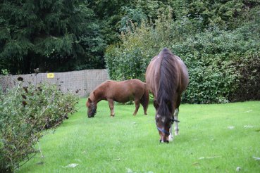 Pepper und Veivel im Garten