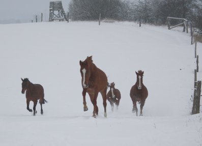 Pferde im Schnee 23-12-2009-2