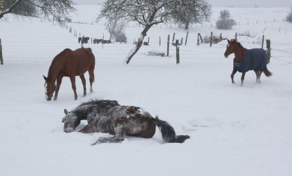 Pferde im Schnee 23-12-2009