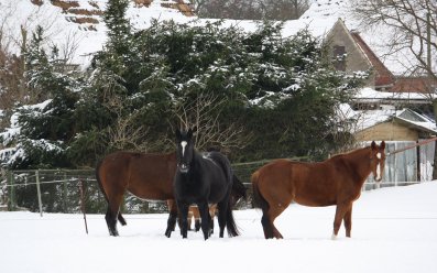 Pferde im Winter 02-02-2010-17