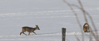 Rehwild 17-02-2010-2