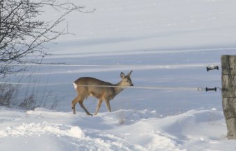 Rehwild 17-02-2010-3