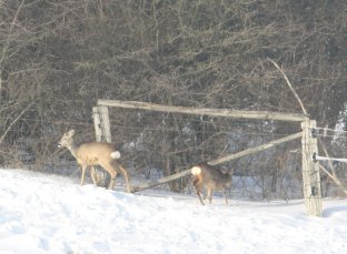 Rehwild 17-02-2010-5