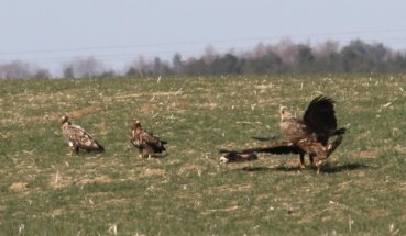 Seeadler