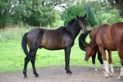 Sommerkoppel 2011-2