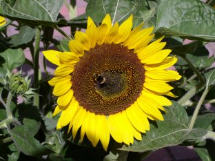 Sonnenblume 19-08-2009-2