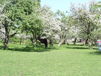 Streuobstwiese