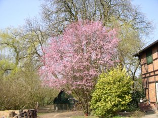 Wildkirsche 10-29-03-2007