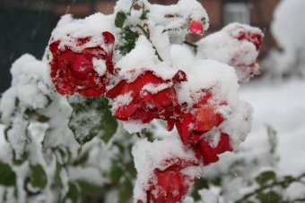 Winter 04-11-2009-17