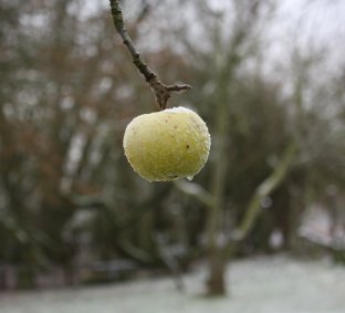 Winter 17-12-2009-3