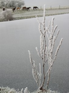 Winterlandschaft 22-12-2007-41