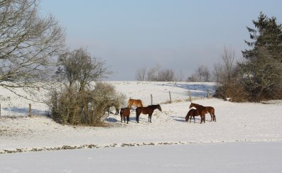 Winterpferde 03-01-2010-6