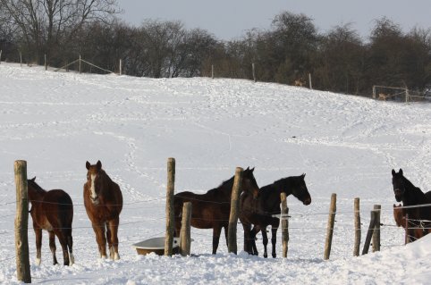 Winterpferde 17-02-2010-1