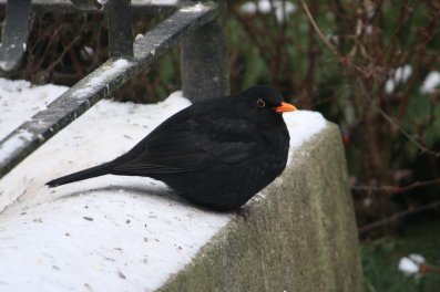 Amsel 23-01-2010