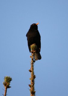 Amsel 24-04-2010-1