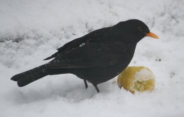 Amsel 31-01-2010-9