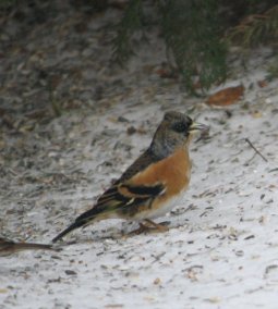Bergfink 23-01-2010-4-1
