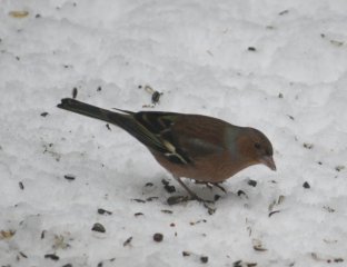 Buchfink 03-02-2010-3