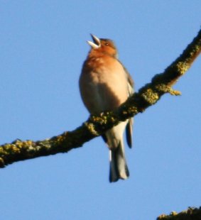 Buchfink 16-06-2010