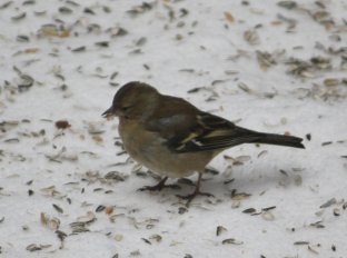 Buchfink w. 24-01-2010-2