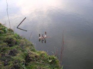 Federnschiffchen auf dem Teich 30.03.2008-1.jpg