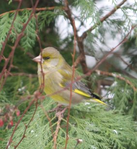 Gr�nling 03-02-2010-3