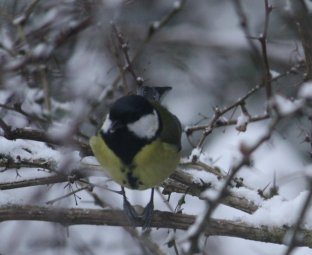 Kohlmeise 02-02-2010-3