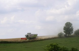 M�hdrusch hinter der Koppel 14-07-2005