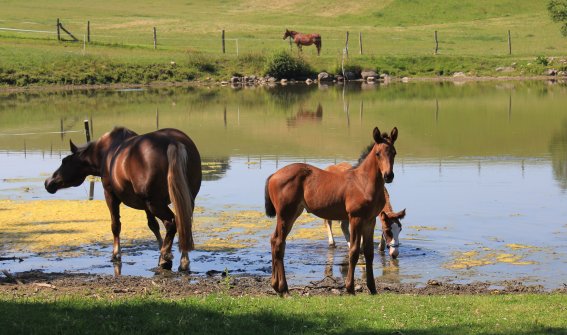 Nency, Willi und Traki 1