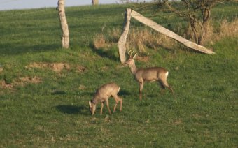 Rehe auf der Koppel 18-04-2010-1