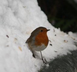Rotkehlchen 03-02-2010-1-1