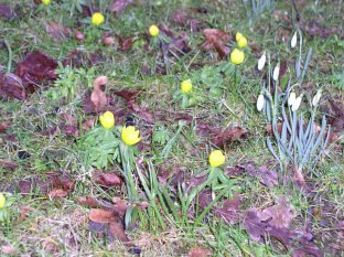 Schneegl. u. Winterlinge 17-03-2005