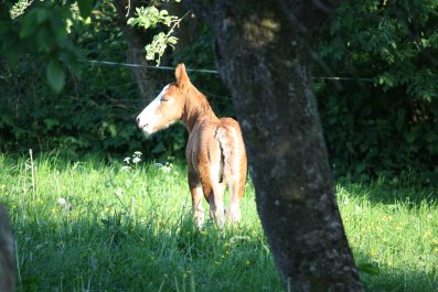 Schwarzw�lder Fohlen 6