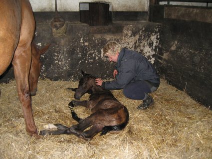 Trakehner Stutfohlen 1