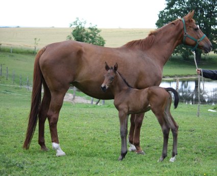 Trakehner Stutfohlen 2