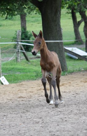 Trakehner Stutfohlen 3