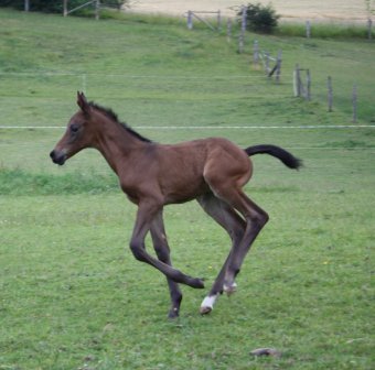 Trakehner Stutfohlen 4