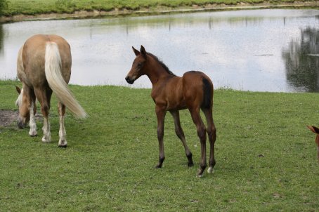 Trakehner Stutfohlen 5