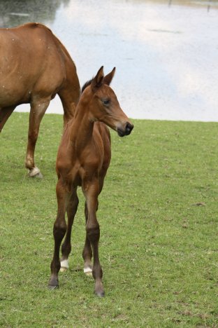 Trakehner Stutfohlen 6