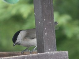 Weidenmeise 31-01-2010