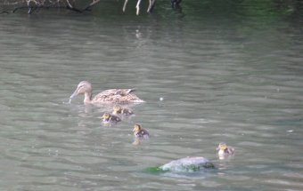 Wildente mit Nachwuchs -1