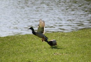 Wildenten 2