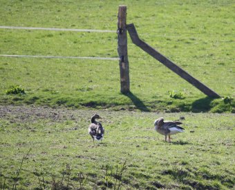 Wildgaense 18-04-2010-1