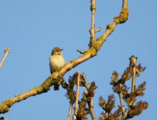 Zilp Zalp 24-04-2010-1